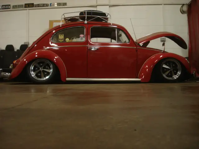 beetle6.jpg