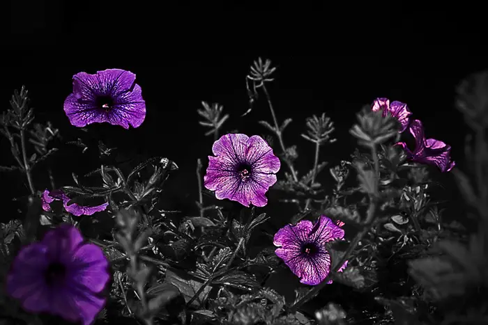 flower