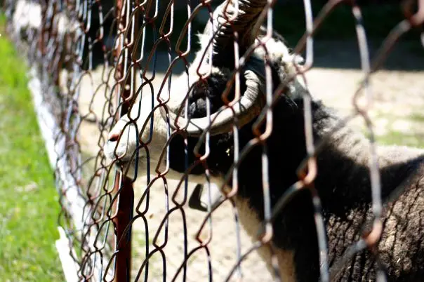 cantgetout I'm sure we have all been on the wrong side of the fence at some point in our lives