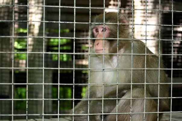 thinkingmonkey I wonder what kind of things a monkey thinks about?