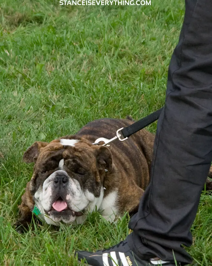 dog