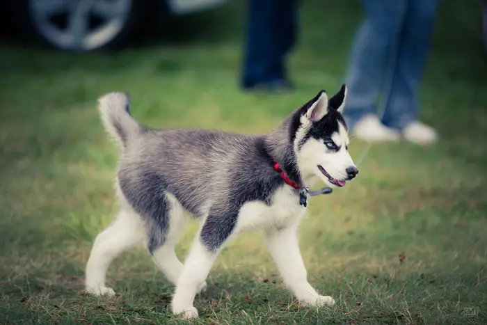 cscs_mosport_2013_paddock_husky